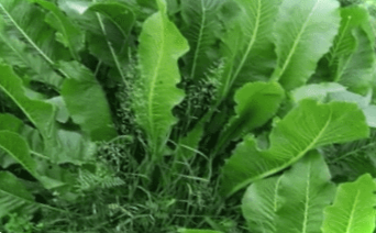 Як позбутися хріну на городі швидко і назавжди