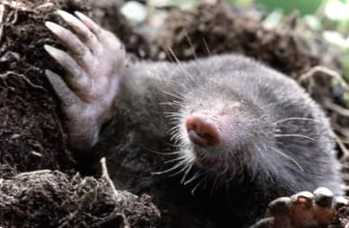 Як позбутися кротів на ділянці назавжди народними засобами