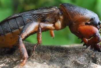 Як позбутися капустянки на городі назавжди