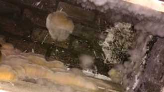 Як позбутися цвілі у льоху, підвалі, підпіллі назавжди