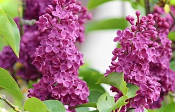 Поросль бузку і як його видалити яким способом вивести, добірка