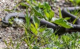 Як позбутися змій на ділянці раз і назавжди - найефективніші способи