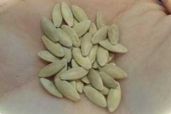 Як отримати насіння огірків у домашніх умовах?