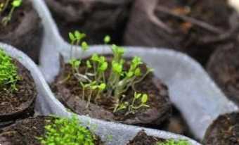 Як посіяти дрібне насіння рівномірно - 7 простих способів