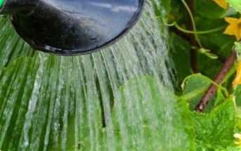 Як правильно поливати огірки у відкритому грунті та в теплиці