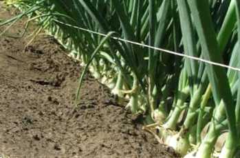 Як садити цибулю сівок під зиму? Переваги посіву під зиму