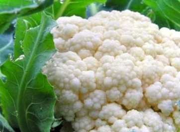Як виростити цвітну капусту через розсаду та насінням у ґрунті