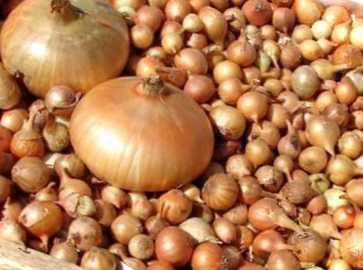 Як виростити цибулю з насіння у відкритому грунті