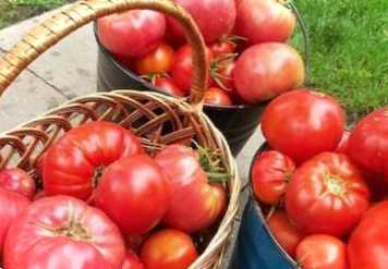 Як виростити великі помідори? 5 секретів від досвідчених дачників
