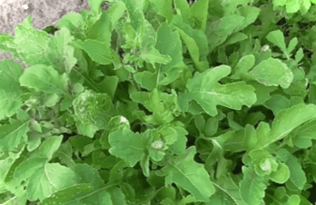 Руккола - вирощування з насіння у відкритому ґрунті, у теплиці, на підвіконні