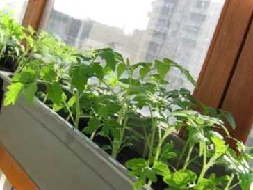 Що робити, якщо на розсаді з'явилася чорна ніжка?