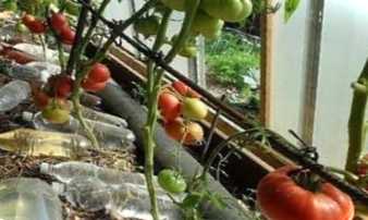 Краплинний полив для теплиці. Як зробити своїми руками?