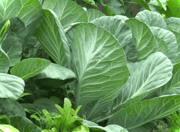 Секрети вирощування та догляду за капустою у відкритому ґрунті