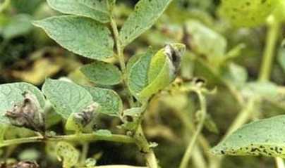 Як боротися з фітофторою на картоплі?