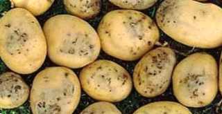 Як позбутися дротяника на городі народними засобами назавжди