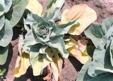 Кіла на капусті - чи можна врятувати врожай?