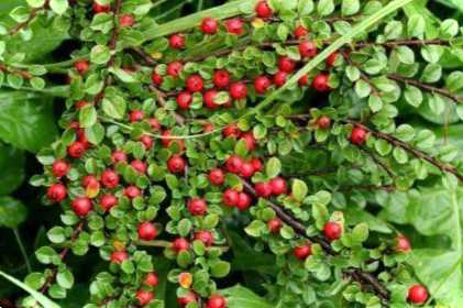 Кизильник для живоплоту і як його садити стрижка та норма посадки паркану