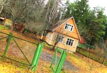 Кліщі на ділянці - чим небезпечні і як самостійно позбутися їх