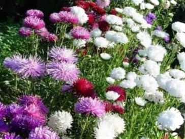 Як посадити айстри на розсаду в домашніх умовах та у відкритий ґрунт