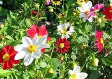 Однорічні жоржини в дизайні саду. Вирощування розсадою та насінням, догляд за рослинами