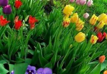 Коли висаджувати тюльпани під зиму? Терміни, як правильно висаджувати