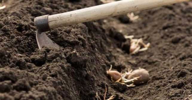 Чи варто садити картоплю аргументи за та проти. Навіщо люди це роблять?