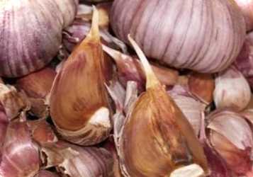 Коли садити часник під зиму – терміни, де краще, після якої культури