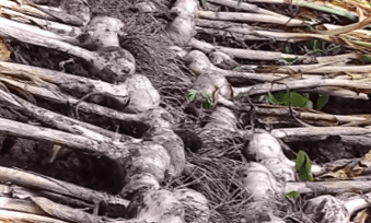 Коли і як прибирати озимий часник?