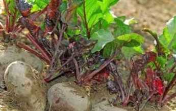 Коли краще прибирати буряки з грядки?