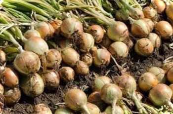 Коли прибирають цибулю з грядки на зберігання?