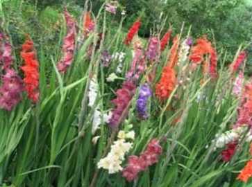 Коли копати Гладіолі восени і як зберігати?