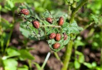 Методи боротьби з хімікатами та народними засобами штату Колорадо