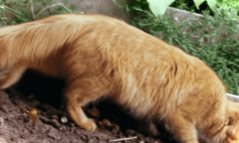 Кішка гадить на грядках. Що робити?