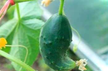 Чому огірки ростуть криві? Причини та що робити