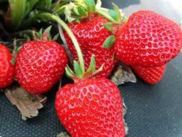 Секрети вирощування великої полуниці у відкритому ґрунті