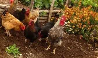 Курячий послід як добриво - як застосовувати