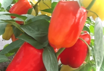 Найкраще раннє насіння болгарського перцю - характеристика гібридів