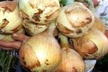 Як вирощувати цибулю Ексибішен вагою 1 кг? Посадка та догляд