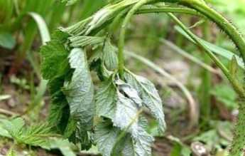 Як боротися з малиновою стебловою мухою? Препарати, народні засоби, догляд