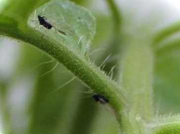 Як позбутися мошок у розсаді в домашніх умовах