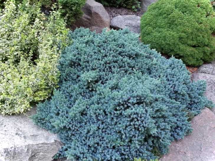 Ялівець Блю Стар у ландшафтному дизайні заміської ділянки