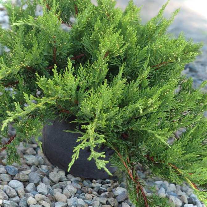 Рослини для рокарію назви та фото чагарників