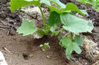 Мурахи на ділянці - як позбутися їх назавжди? Найефективніші способи