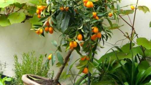 Мушмула в горщику найкращі поради щодо догляду в домашніх умовах