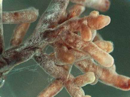 Мікориза застосування, визначення, у яких грибів утворюється