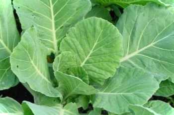 Чим підгодувати капусту для зав'язування качана? Застосування народних методів для підживлення