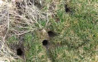 Хто така землерийка і як з нею боротися?