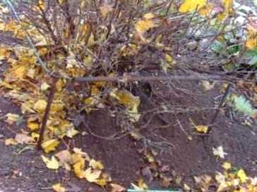 Обрізання смородини. Коли та як її краще проводити