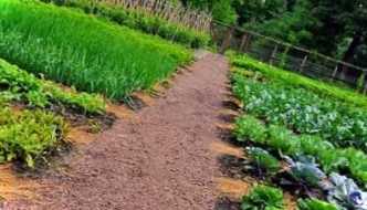 Сечовина (карбамід) - як правильно застосовувати, дозування