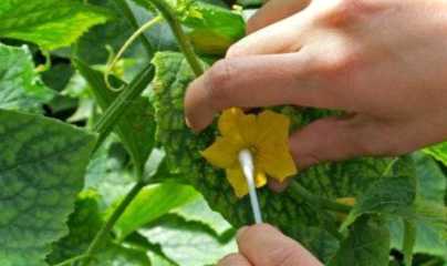 Як запилити квітку в домашніх умовах